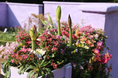 Pembe ve sarı çiçekli renkli bir çiçek aranjmanı. Çiçekler çeşitli boyut ve renklerde, ve bir derinlik ve boyut hissi yaratacak şekilde sıralanmış.