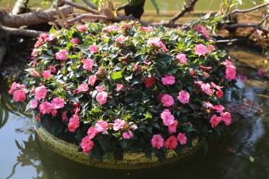 Pembe bir çiçek bahçesi gölette. Çiçekler pembe ve gölet sakin. Çiçekler bir kayanın üstündeki saksının içinde.