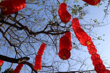 Üzerinde bir sürü kırmızı fener sallanan bir ağaç. Gökyüzü mavi ve berrak, ve güneş parlıyor. Ağaç çıplak, üzerinde yaprak yok.