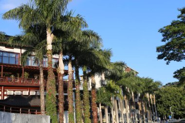 Bir sıra palmiye ağacı cadde boyunca dizilmiştir. Palmiye ağaçları uzun ve yeşildir ve bir binanın önündedirler. Gökyüzü açık ve mavidir ve gökyüzünde hiç bulut yoktur.