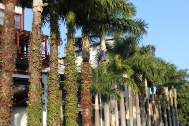 Yeşil yaprakları ve kırmızı çiçekleri olan bir sıra palmiye. Palmiye ağaçları balkonlu bir binanın önünde.