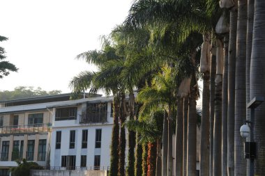 Binanın önünde sıra sıra sıra dizilmiş palmiye ağaçları var. Palmiye ağaçları uzun ve yeşildir ve bir sırada dizilmişlerdir. Bina beyaz ve bir sürü penceresi var. Huzur dolu bir sahne.