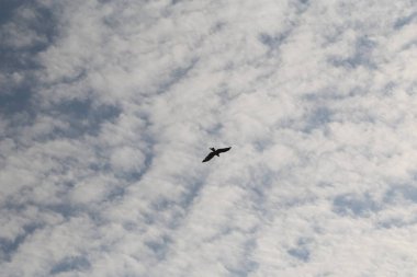 Bulutlu bir gökyüzünde bir kuş uçar. Gökyüzü çoğunlukla bulutlu ve birkaç parça mavi