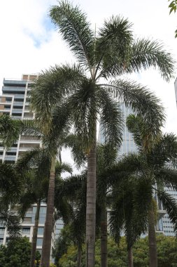 Uzun bir palmiye ağacı bir şehir ortamında diğer palmiyelerle çevrilidir. Palmiye ağaçları uzun ve yeşildir ve arka plandaki şehir silueti görülebilir. Sahne sakinlik hissi veriyor.