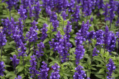 Yeşil yapraklı mor bir çiçek tarlası. Çiçekler tomurcuklandı ve tarlaya saçıldı. Manzara huzurlu ve huzurlu, çiçekler güzel ve rahatlatıcı bir manzara.