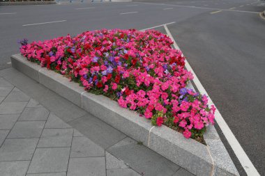 Pembe ve mor çiçekli bir çiçek bahçesi yolun ortasındadır. Çiçekler üçgen şeklinde düzenlenir ve gri bir taş duvarla çevrilidir. Sahne huzurlu ve rahatlatıcı.