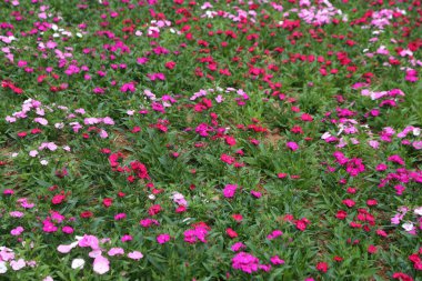 Pembe ve mor çiçeklerle dolu güzel bir bahçe. Pembe çiçekler tarlaya saçılmış, bazıları ön planda, diğerleri de arka planda.