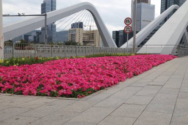 Köprünün önünde büyük pembe bir çiçek yatağı var. Çiçekler tamamen çiçek açmış ve çok parlak pembe.