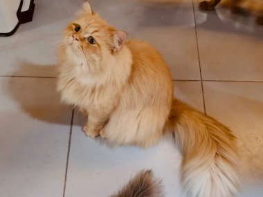 Uzun kürklü turuncu bir İran kedisinin fotoğrafı, izleyicinin önünde yerde oturuyor ve ayaklarına bakıyor. Arka planda beyaz fayanslar ve etrafındaki diğer kediler var..