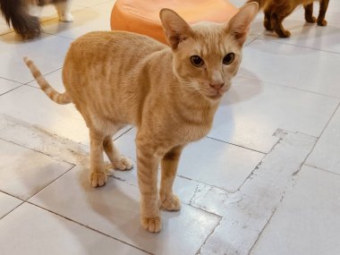 Kısa saçlı, sevimli turuncu bir kedi, bir hayvan barınağının beyaz zemininde durmuş, bana merakla bakıyor ve mutlu bir şekilde gülümsüyor. Önünde bir kızıl kedi yavrusu daha var. Sağ tarafında. Odanın arkasında başka kediler de var, Creati.