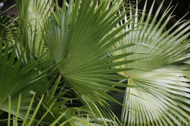 Resimde yeşil yapraklı bir palmiye ağacı gösteriliyor. Yapraklar uzun ve ince, ve ağaç dolu ve gür. Büyüme ve canlılık kavramı, palmiye ağacının kendi ortamında gelişmesi gibi.