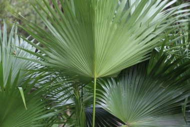Büyük yeşil yapraklı büyük yeşil bir bitki. Bitki bir ormanda.