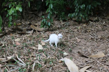 Beyaz bir kedi yaprak tarlasında duruyor. Kedi kameraya bakıyor.