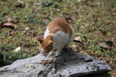 Bir kedi kayanın üzerinde oturuyor ve bir şey yiyor. Kedi kahverengi ve beyazdır. Kaya gridir ve pürüzlü bir dokusu vardır. Sahne huzurlu ve sakin.