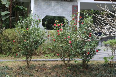 Kırmızı çiçekli üç küçük çalılık bir binanın önündedir. Çalılar budanmış ve bakımlı.