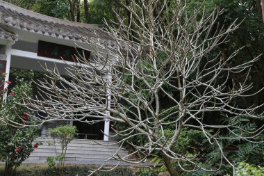 Yapraksız bir ağaç binanın önündedir. Ağaç çıplak ve yaprakları yok.