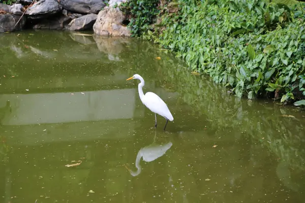 Uzun bacaklı ve sarı gagalı beyaz bir kuş, her iki taraftaki yemyeşil bitki örtüsüyle çevrili eski bir Çin göletinin yeşil sularında duruyor..