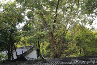 Arka planda evi olan bir ağaç. Ev beyaz ve çatısı var. Ağaç uzun ve yeşil yaprakları var.