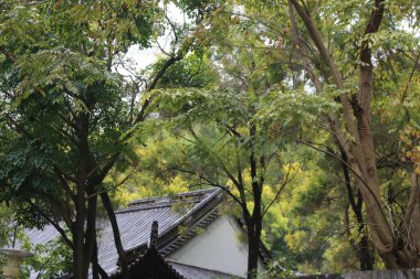 Çatı ve arka planda ağaçlar olan bir ev. Ağaçlar yeşil ve ev beyaz.