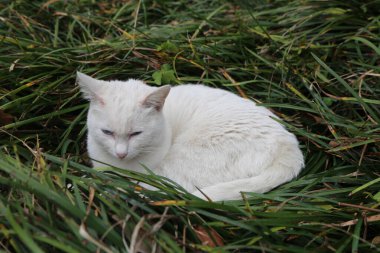 Beyaz bir kedi çimlerin üzerinde yatıyor. Kedi, kameraya bakıyor. Çimler uzun ve yeşil