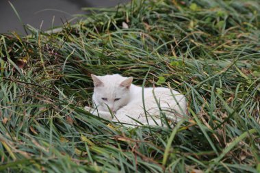 Beyaz bir kedi uzun otların üzerinde yatıyor. Kedi kıvrılmış ve o uyuyor. Çimler uzun ve yeşildir ve kedi onunla çevrilidir. Huzurlu ve huzurlu bir sahne.