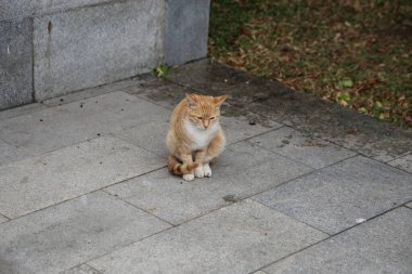 Gri bir fayansta bir kedi oturuyor. Kedi turuncu ve beyazdır. Kedi kameraya bakıyor.