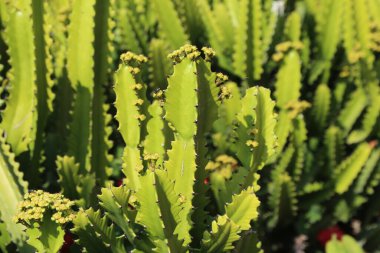 Sarı çiçekli bir sürü yeşil kaktüs. Kaktüs bitkileri uzundur ve dikenli bir görünüşü vardır. Çiçekler küçük ve sarı ve bitkilerin her tarafına dağılmış.