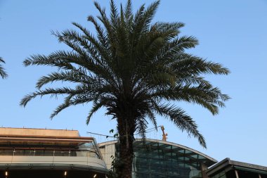 Bir binanın önünde bir palmiye ağacı ayakta duruyor. Gökyüzü açık ve mavidir ve sahnedeki tek yeşil nesne palmiye ağacıdır.