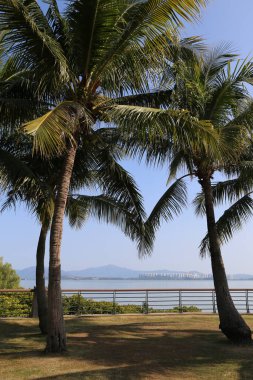 İki palmiye ağacı bir su kütlesinin yanında duruyor. Gökyüzü açık ve güneş ışıl ışıl parlıyor. Sahne huzurlu ve huzurlu, palmiye ağaçları huzur ve rahatlama hissi veriyor.