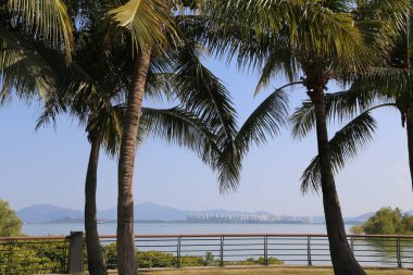 Üç palmiye ağacı bir su kütlesine bakan bir iskeleye dizilmiştir. Gökyüzü berrak ve mavi, ve su sakin. Huzurlu ve huzurlu bir sahne.