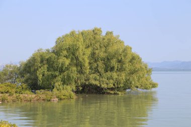Bir su kütlesinin önünde büyük bir ağaç büyüyor. Su sakin ve gökyüzü berrak. Huzurlu ve huzurlu bir sahne.