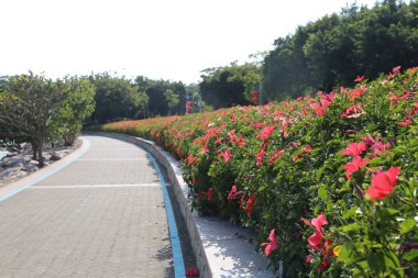 Her iki tarafında kırmızı çiçekler olan bir patika. Çiçekler tamamen çiçek açmış ve yol onlarla dolu.