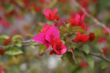 Yeşil yapraklı güzel pembe bir bougainvillea bir ağaç dalında çiçek açıyor. Çiçek diğer pembe çiçeklerle çevrilidir, canlı ve renkli bir sahne yaratır. Doğal güzellik ve sükunet kavramı