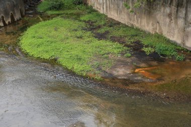 Arka planda duvar olan bir gölet. Su bulanık ve çimenler yeşil.