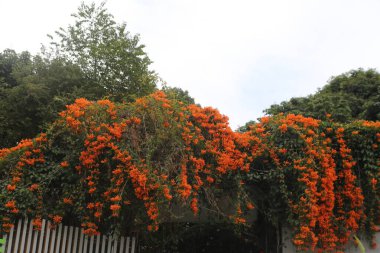 Bahçedeki pirosteji venustası çiçeklerle kaplıdır ve her iki taraftaki demir çitlerden çıkan dalları bölgenin yarısını veya daha fazlasını kaplayan kemerler oluşturur.