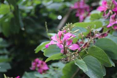 Yeşil saplı güzel pembe bir Hong Kong Bauhinia. Çiçek yeşil yapraklarla çevrilidir. Çiçek görüntünün odak noktasıdır.