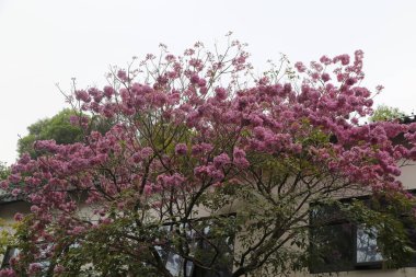 Bir katalpa bungei binanın önünde. Çiçekler çiçek açmış, güzel ve huzurlu bir atmosfer yaratıyor.