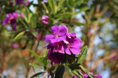 Mor bir prenses çiçeği yeşil bir arka planın önündedir. Çiçek diğer mor çiçeklerle çevrilidir, güzel ve huzurlu bir manzara yaratır.