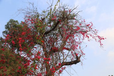 Mavi gökyüzünün ortasında kırmızı begonvilli bir ağaç var. Ağaç çiçek ve dallarla dolu.