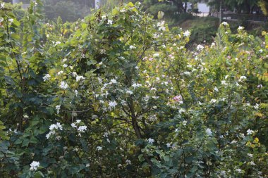 Yeşil yapraklı bir armut çalısı tarlası. Çiçekler tomurcuklandı ve yapraklar yeşil.