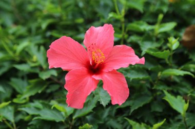 Geniş yaprakları ve parlak rengiyle doğanın güzelliğine zıtlık katan egzotik bir bahçenin yemyeşil yapraklarında açan canlı kırmızı bir amber çiçeği..