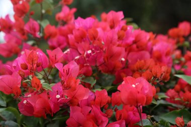 Kırmızı ve pembenin çeşitli tonlarında canlı bir bougainvillea çiçeği görüntüsü, büyük, fırfırlı yaprakları bahçeye veya sokak köşesine renk katıyor.