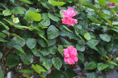 Güzel bir pembe Çin gülü yemyeşil bir çalılığın ortasında çiçek açıyor. Çiçek diğer yeşil yapraklarla çevrilidir, canlı ve renkli bir manzara yaratır.