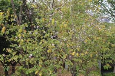 Some orchid tree in the backyard, taken on an iPhone. The leaves have yellowed, and there are few purple flowers left, but they are still a bit green with brownish edge clipart