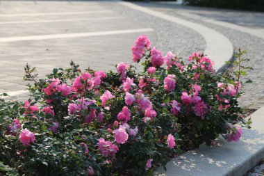 Yolun kenarında bir sıra pembe Çin gülü büyüyor. Çiçekler tomurcuklandı ve çok güzel bir manzara. Huzurlu ve huzurlu bir sahne.