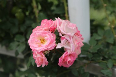 Bir demet pembe gül tamamen çiçek açmış. Çiçekler, hepsinin aynı yöne dönük olduğu şekilde düzenlenmiştir. Sahne güzellik ve dinginliktir.