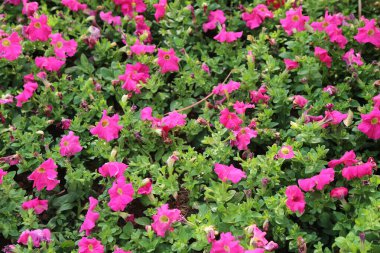 Yeşil yapraklar ve yeşilliklerle filizlenen pembe petunyalar. Çiçekli yatak arka planı. Bahçe manzarası.