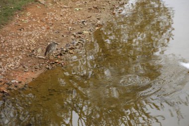 Bir balıkçıl bir su kütlesinin yanında kayalık bir sahilde duruyor. Su bulanık ve kahverengidir ve kuş ona bakar.