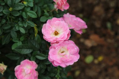 Yeşil yaprakların üzerinde büyüyen pembe güller. Altında da biraz toprak var. Çiçeklerin içinde beş taç yaprağı ve küçük sarı mantarlar var..
