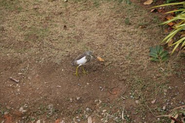 Küçük bir balıkçıl göleti yerde yürüyor. Kuş sarı ve siyahtır. Kuş bir toprak parçasında yürüyor.